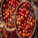 Fresh Organic Cherry Tomatoes in Rustic Baskets - Farm-to-Table Harvest