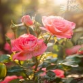 Beautiful Pink Roses in Soft Morning Light - Floral Elegance and Nature's Beauty