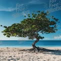 Serene Coastal Tree Against Clear Blue Sky - Tranquil Beach Landscape