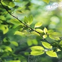 Folhas Verdes Frescas com Fundo Bokeh Suave - Conceito de Natureza e Crescimento