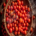 Fresh Organic Cherry Tomatoes in a Rustic Basket - Farm-to-Table Produce