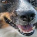 Close-Up of Happy Dog's Face with Playful Expression