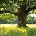 Majestätische Eiche im sonnenbeschienenen Wiesental: Die Ruhe und Gelassenheit der Natur