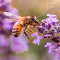 Close-Up of Honeybee Pollinating Lavender Flower in Vibrant Garden