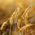 Golden Wheat Field at Sunset - Nature's Harvest and Agriculture Beauty