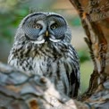 Majestic Great Gray Owl Perched on Tree Branch in Natural Habitat