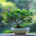 Serene Bonsai Tree in Natural Light - Tranquil Indoor Plant Decor