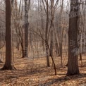 Serene Forest Landscape in Early Spring: Tranquil Nature Scene with Bare Trees and Fallen Leaves