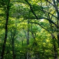 Serene Forest Canopy with Sunlight Filtering Through Lush Green Leaves