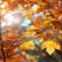 Autumn Leaves Glowing in Sunlight - Vibrant Fall Foliage Background