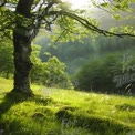 Serene Sunlit Forest Landscape with Lush Greenery and Tranquil Atmosphere