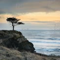 Solitary Tree on Rocky Coastline at Sunset - Tranquil Seascape