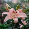 Delicate Pink Lilies with Raindrops: Fresh Floral Beauty in Nature