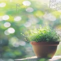 Fresh Green Potted Plant with Soft Bokeh Background for Home Decor and Wellness