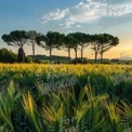 Golden Wheat Field at Sunset with Silhouetted Pine Trees