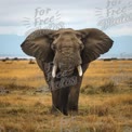 Majestic African Elephant in Natural Habitat - Wildlife Conservation and Nature Photography