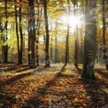 Golden Autumn Forest with Sunlight Through Trees - Nature Background