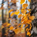 Golden Autumn Leaves on Birch Tree in Forest