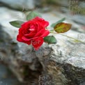 Beautiful Red Rose on Natural Stone Background - Romantic Floral Arrangement