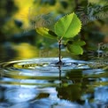 Resilience in Nature: Fresh Green Leaf Emerging from Water with Ripples