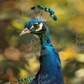 Vibrant Peacock Portrait with Iridescent Feathers and Nature Bokeh