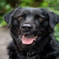 Happy Black Labrador Retriever Portrait in Nature