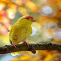 Vibrant Yellow Bird Perched on Branch with Autumn Foliage Background