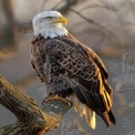 Majestic Bald Eagle Perched on Tree Branch at Sunrise