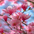 Vibrant Pink Magnolia Blossoms in Springtime Bloom