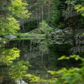 Reflexão Tranquila da Floresta: Lago Sereno Cercado por Vegetação Luxuriante