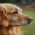 Golden Retriever Close-Up: Captivating Canine Portrait with Soft Focus Background