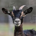 Close-Up de uma Cabra Brincalhona com Características Expressivas em um Ambiente de Fazenda