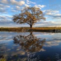 Serene Landscape with Majestic Tree and Reflective Water Under Blue Sky