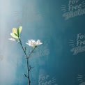 Elegant Magnolia Blossom on Blue Background - Nature, Serenity, Floral Beauty