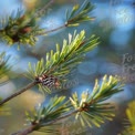 Close-Up of Pine Cone and Green Pine Needles with Soft Bokeh Background