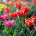 Vibrant Tulip Garden in Bloom: Colorful Spring Flowers for Nature and Floral Themes