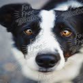 Close-Up of a Playful Border Collie with Expressive Eyes