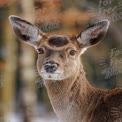 Close-Up of a Majestic Fallow Deer in Natural Habitat