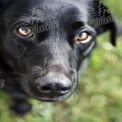 Close-up de um cachorro preto brincalhão com olhos expressivos em um ambiente natural ao ar livre.