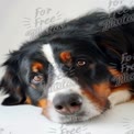 Adorable Bernese Mountain Dog Close-Up with Expressive Eyes