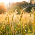 Golden Wheat Field at Sunset - Nature's Bounty and Harvest Season