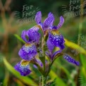 Vibrant Purple Iris Flowers in Bloom - Nature's Beauty and Floral Elegance