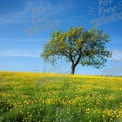 Vibrant Spring Landscape with Isolated Tree and Yellow Wildflowers Under Clear Blue Sky