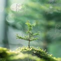 New Beginnings: Close-Up of a Young Tree Sprout in Lush Green Environment