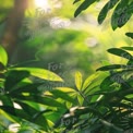 Serene Greenery: Lush Tropical Foliage with Sunlight Bokeh