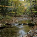 Serene Autumn Forest Stream: Tranquil Nature Scene with Colorful Foliage