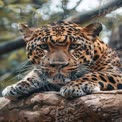 Majestic Leopard Close-Up: Wild Animal Portrait in Natural Habitat