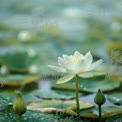 Serene White Lotus Blossom with Raindrops in Tranquil Pond