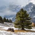 Majestic Snow-Capped Mountains with Pine Tree in Winter Landscape