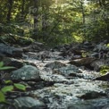 Tranquil Forest Stream: Nature's Serenity and Peaceful Water Flow